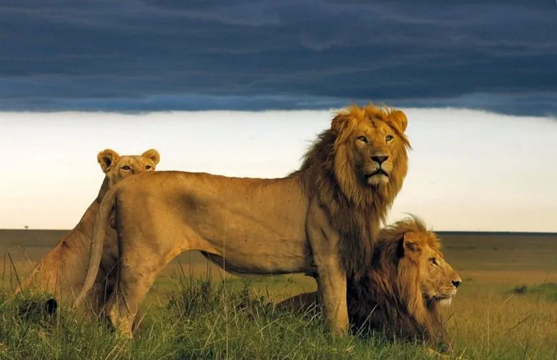 Masai Mara 000 Lions
