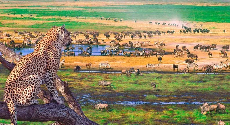 Tanzanija Serengeti